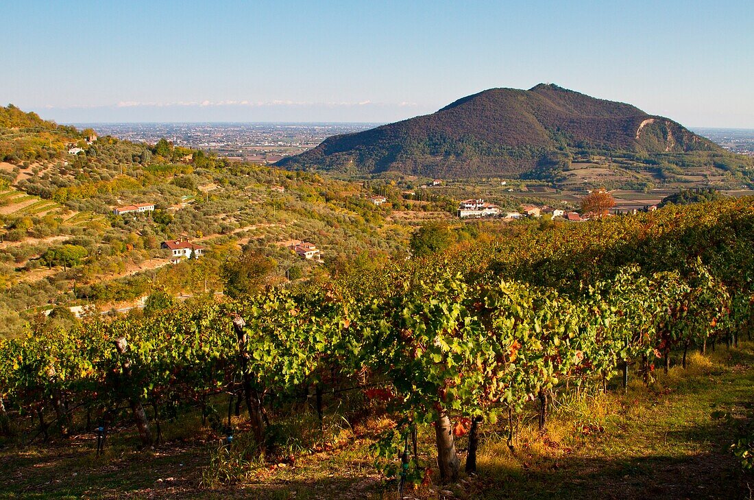 Europe, Italy, Veneto, Padua, The view from some of the many vineyards in the hills Euganei