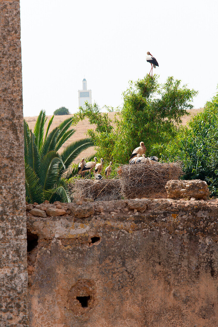 North Africa, Morocco, Capital Rabat, Stork's nest