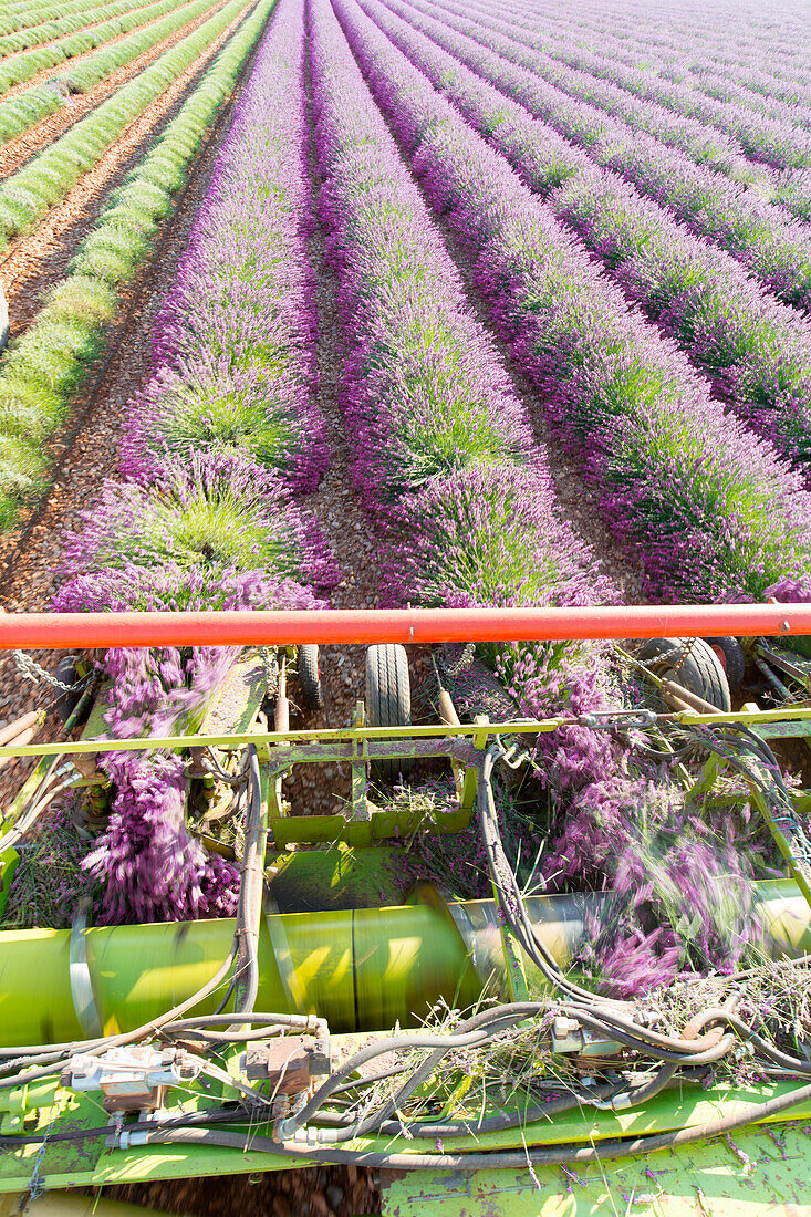 Harvesting first rows of lavender in a field in Provence, Plateau de Valensole, Provence Alpes Cote d'Azur, France