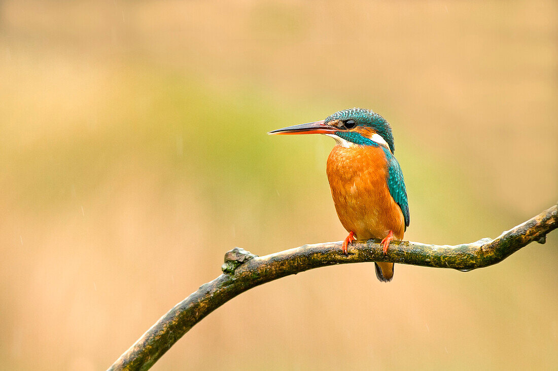 Santa Cristina di Quinto, Treviso, Veneto, Italy Portrait of a kingfisher perched on a tree trunk