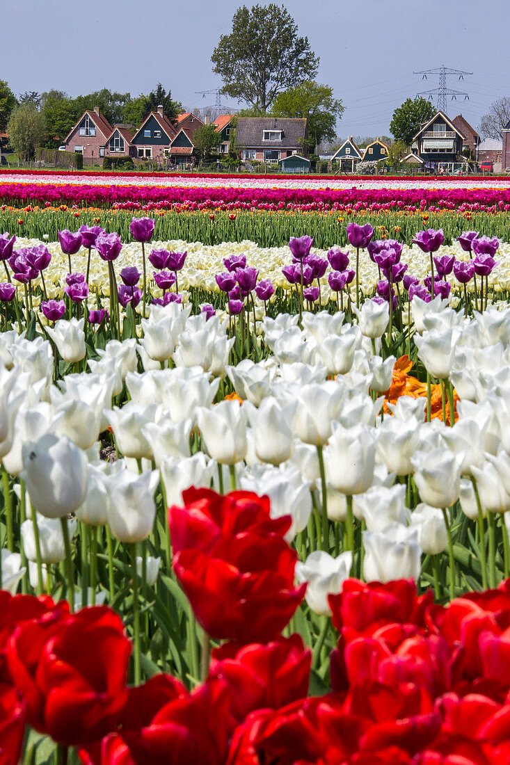 Multicolored tulip fields frame the village in spring Berkmeer Koggenland North Holland Netherlands Europe