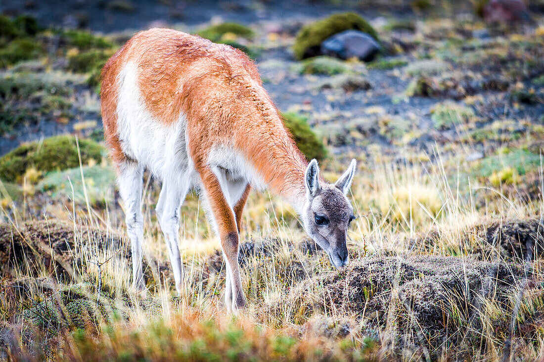 Torres del Paine National Park, Patagonia, Chile, South America, Guanaco