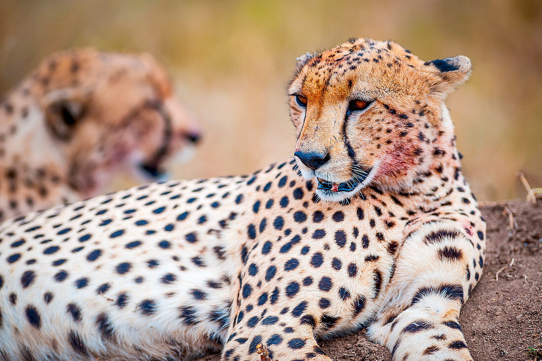 Serengeti National Park, Tanzania, Africa, A couple of cheetahs Acinonyx jubatus  in relax