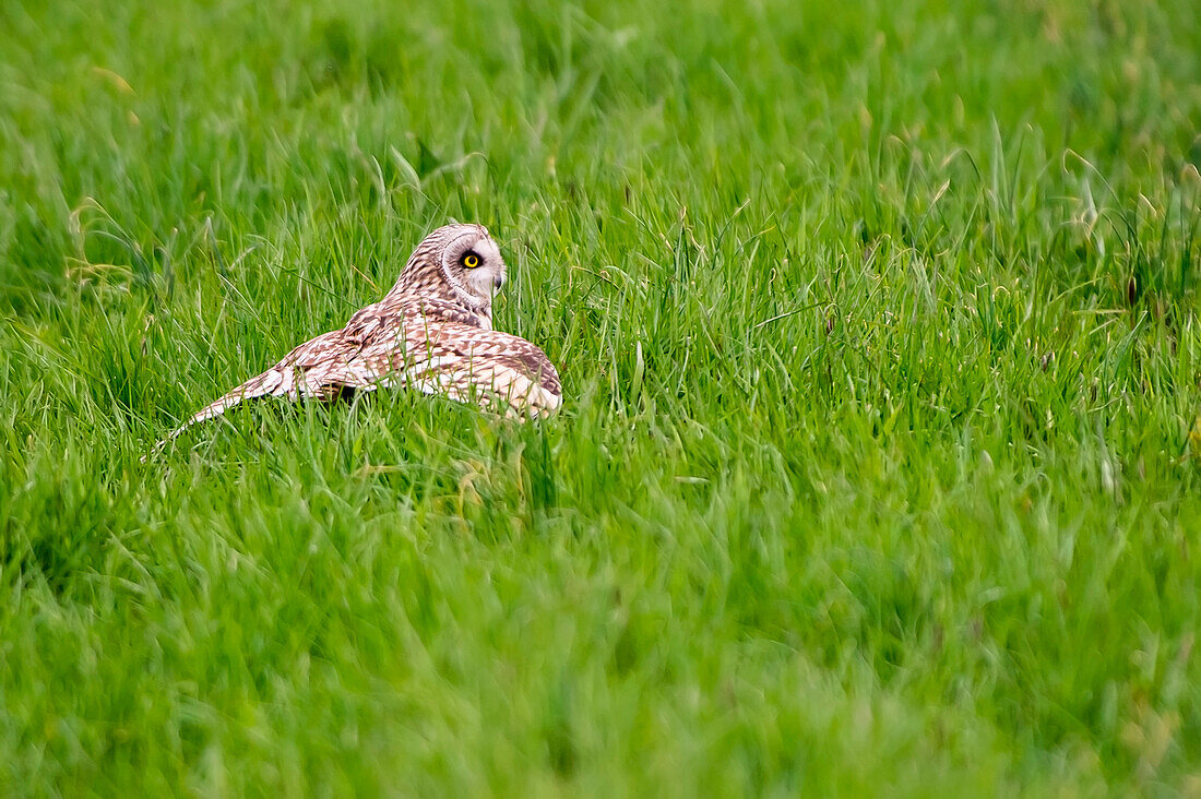 Parma, Emilia Romagna, Italy Short-eared Owl