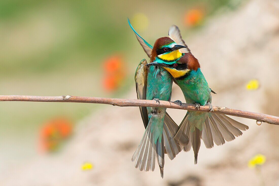 Canneto sull'Oglio, Mantova, Lombardy, Italy Copy of bee-eaters on a branch
