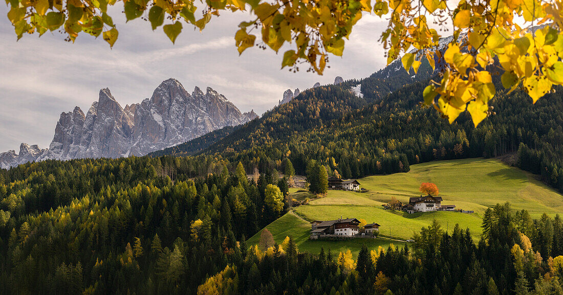 St, Peter, Val di Funes, Trentino Alto Adige, Italy, The Odle framed in the leaves in the fall season