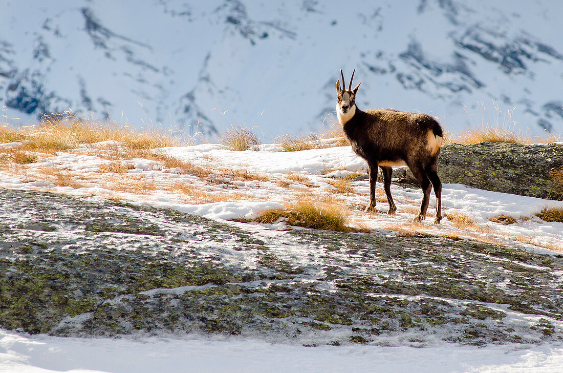 Chamois Orco Valley, Gran Paradiso National Park, Piedmont, Italy