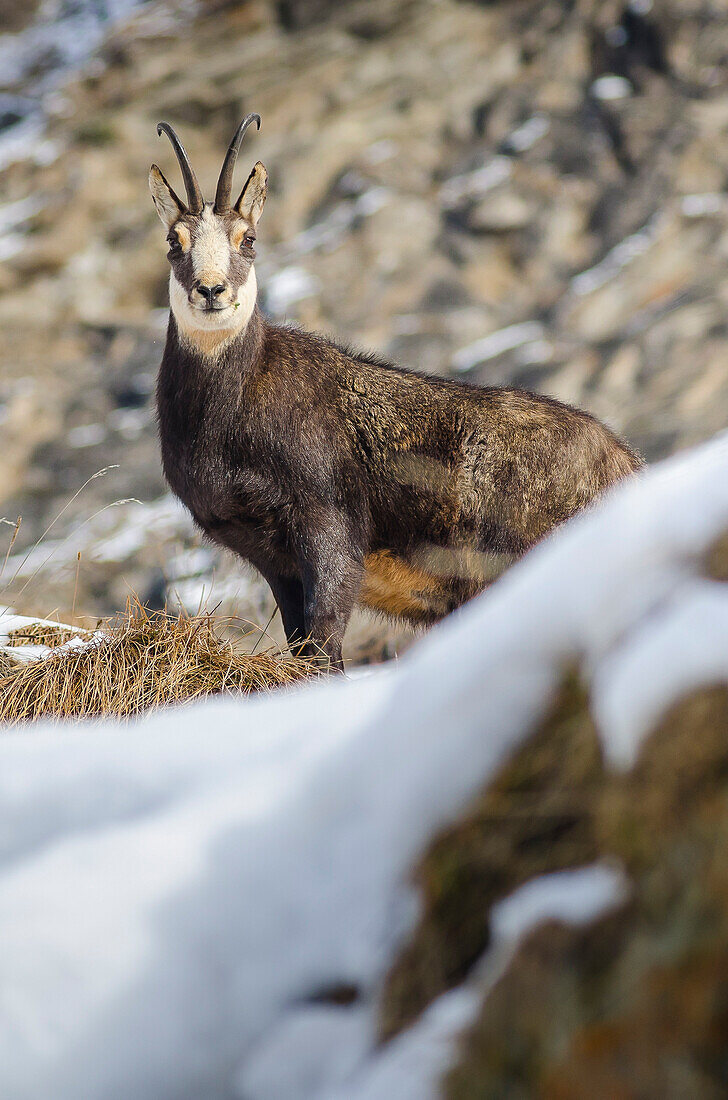 Chamois Valsavarenche, Gran Paradiso National Park, Aosta valley, Italy