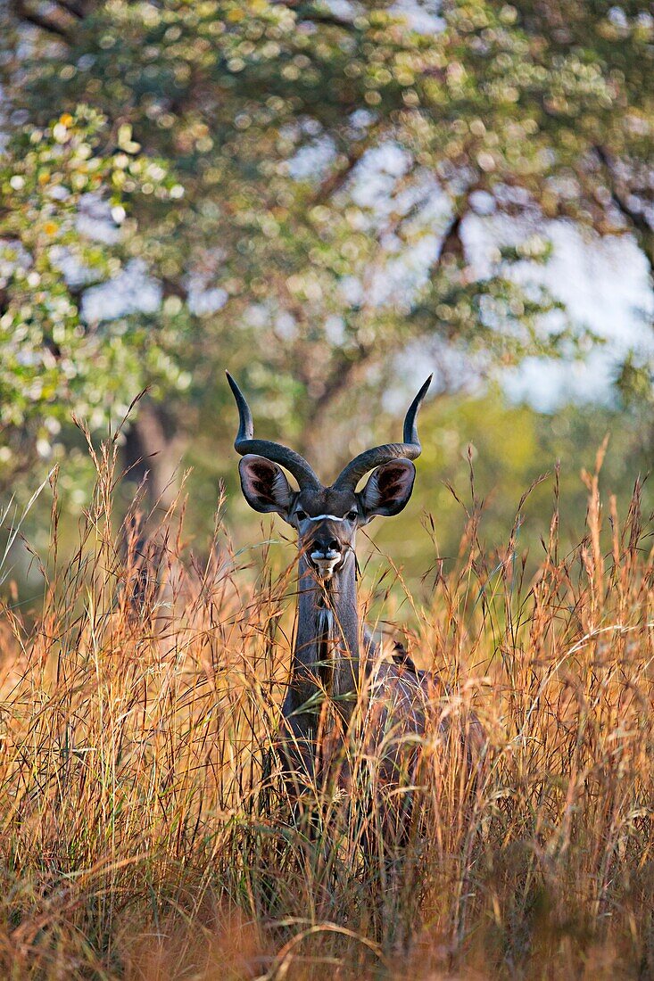 A kudu in the bush of Kruger National park, South Africa