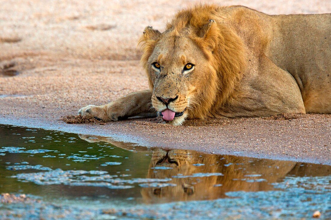A lion drink from a small pool in Timbavati reserve, South Africa, Before drinking he digs a hole to get the water filtered, Its eyes reflects on the pool
