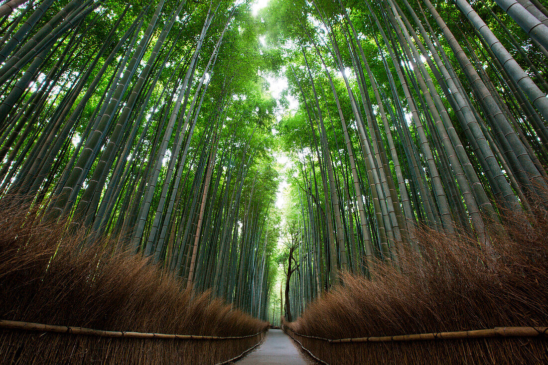 The arashyiama baboo grove in western kyoto at dusk