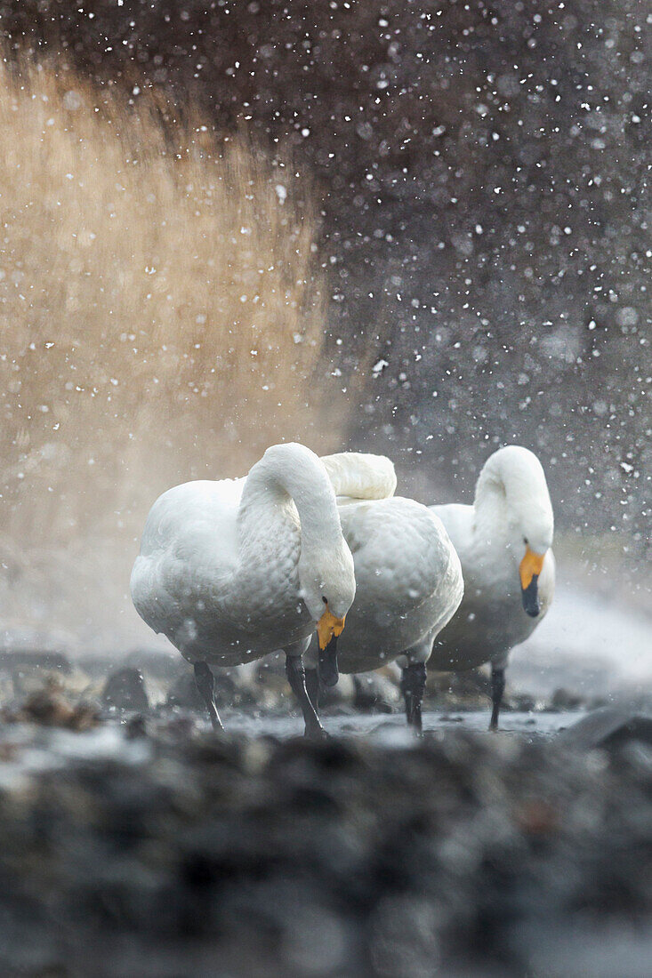 Heavy snowfall on whooper swans in Hokkaido, Lake Kussharo