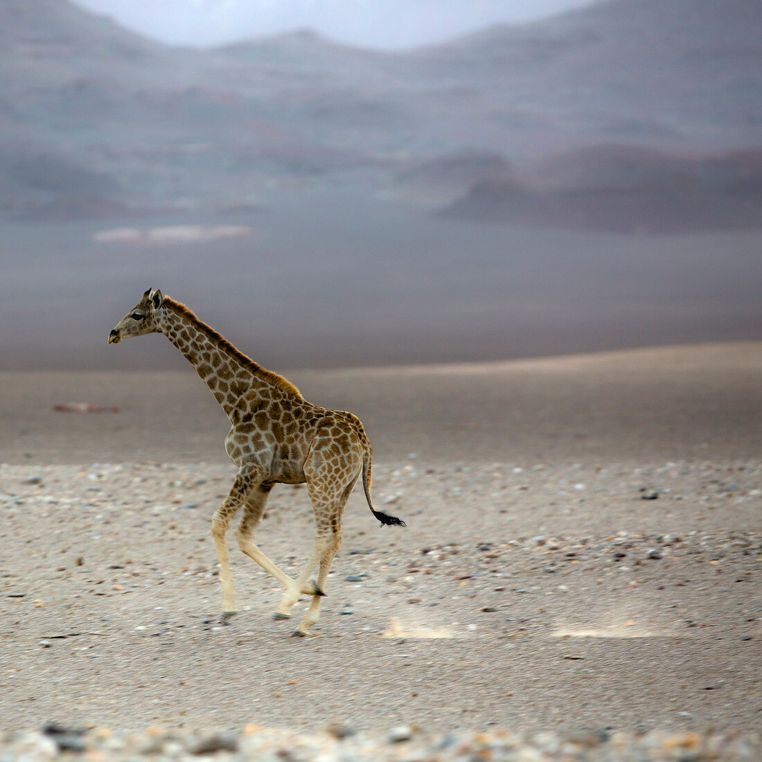running Giraffe in Purros desert, Namibia