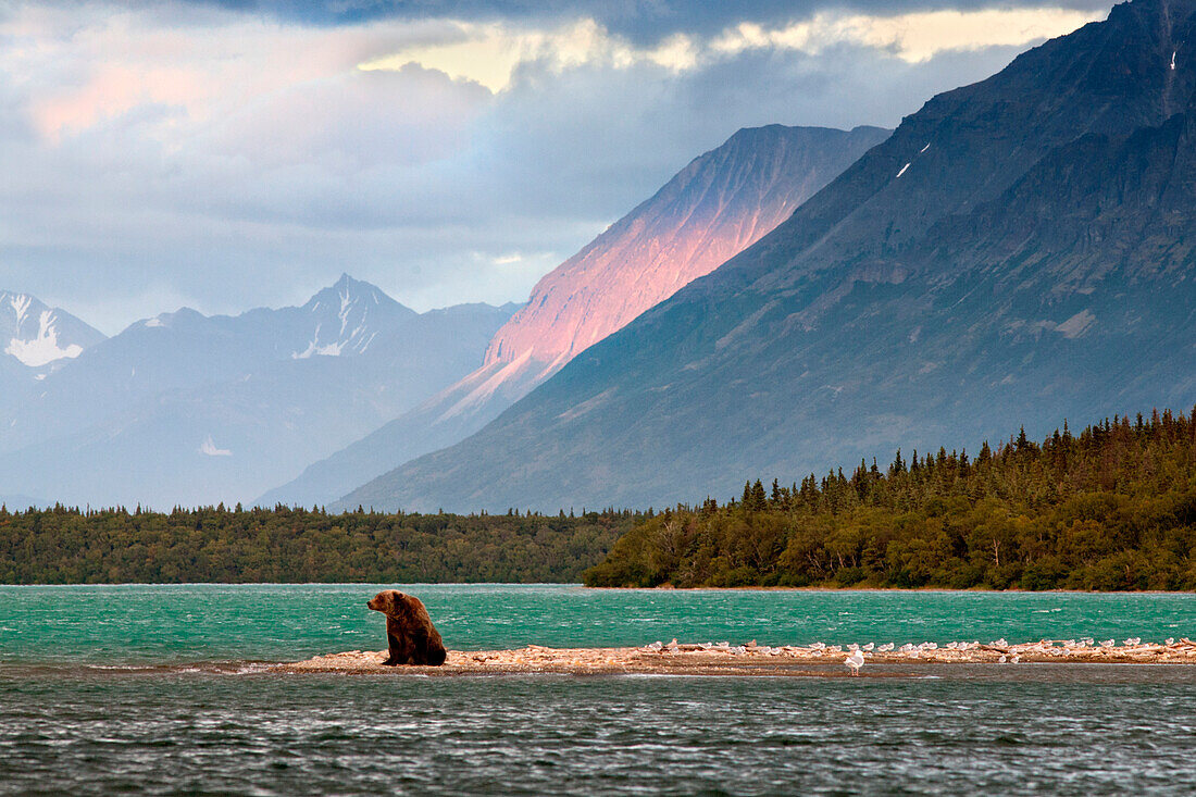 A brown bear looks through the waters of brooks river searching for salmons running into the brooks river in early autumn