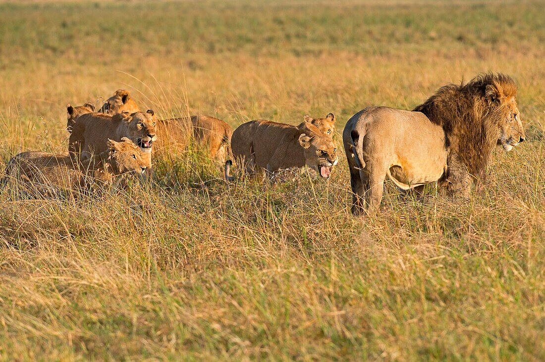 Masai Mara Park, Kenya, Africa A pride of lions taken in the Masai Mara, Kenya, In this scene the female the male lion hunt