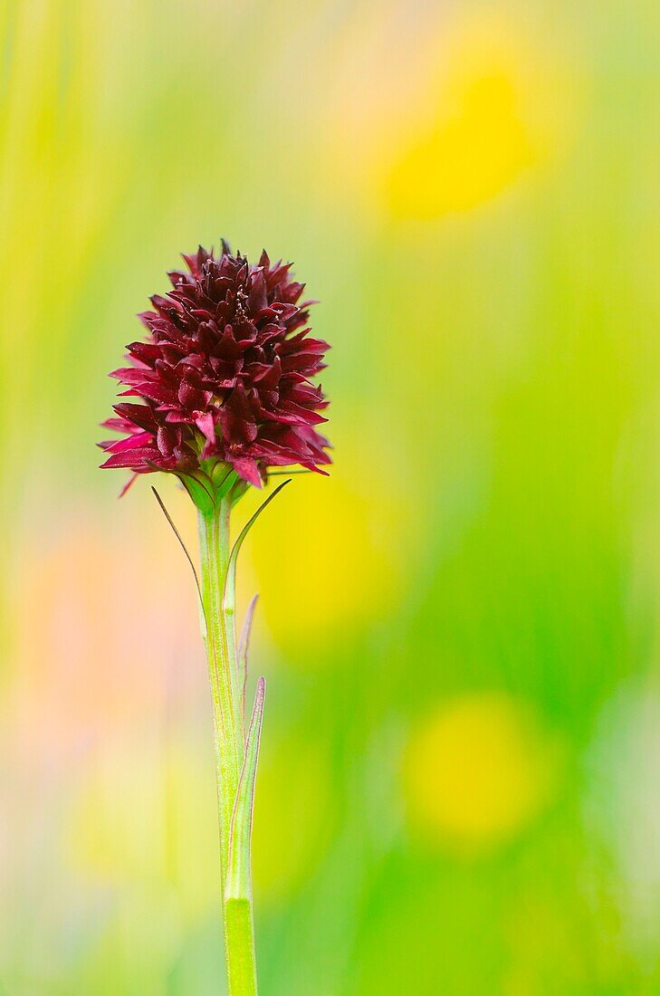 Gaver, Bagolino, Brescia, Lombardei, Italien Eine Nigritella rubra-Orchidee, fotografiert in der Ebene von Gaver