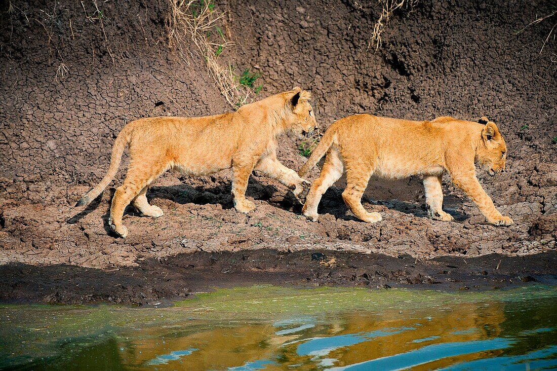 Masai Mara Park, Kenya, Africa Taking two young lions, 9 months, playing