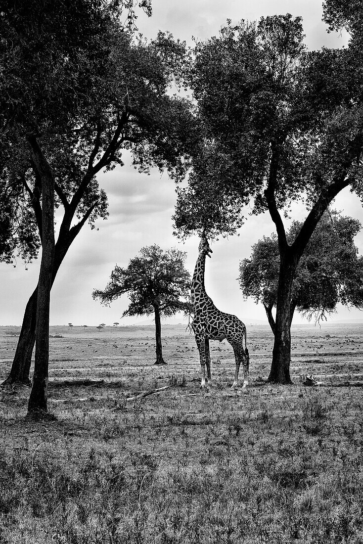 Masai Mara Park, Kenya, Africa A giraffe intent on eating the leaves of a tree in the park of Masai Mara