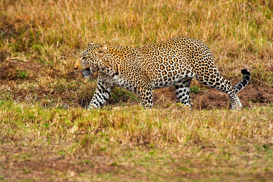 Masai Mara Park, Kenya, Africa A male leopard recovered all'inerno the park of Masai Mara