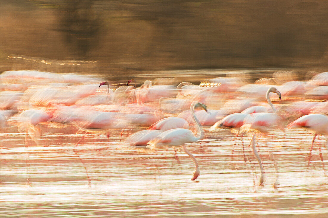 Lake Bogoria, Kenya, Africa A group of flamingos taken in a creative way to Lake Bogoria