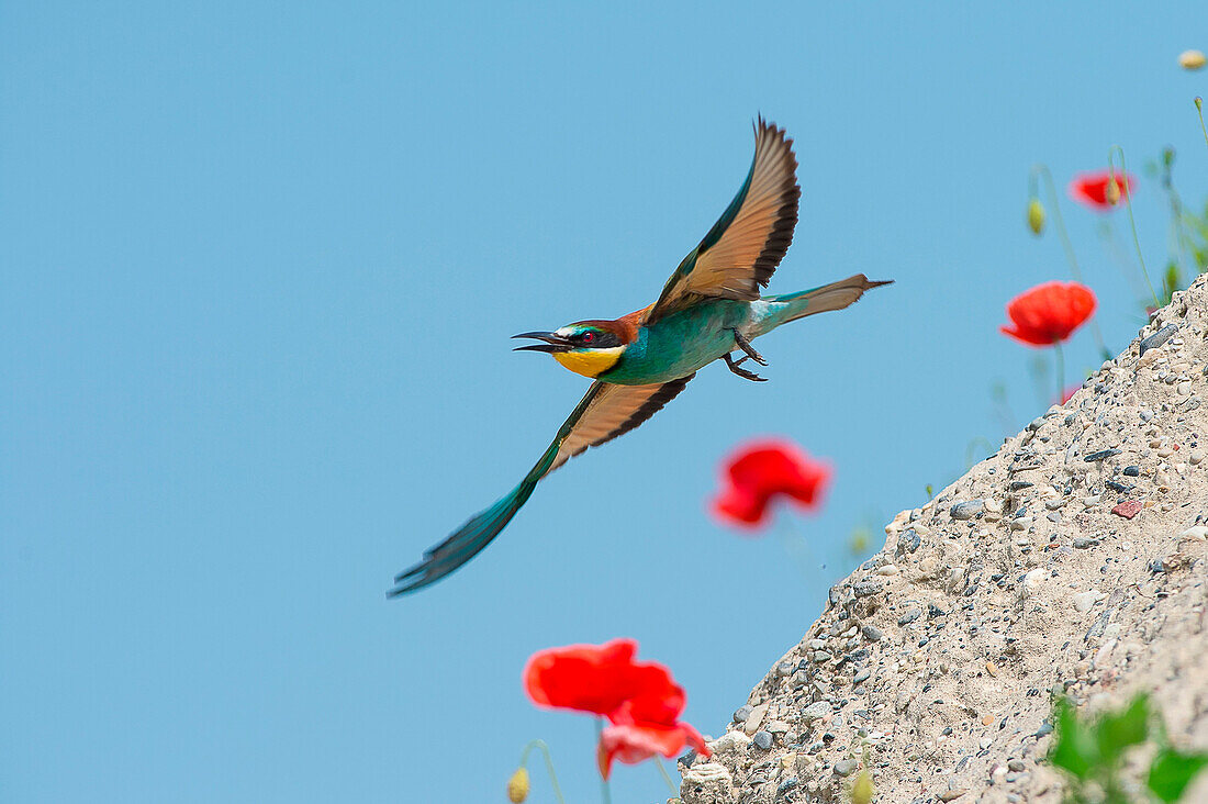 Canneto sull'Oglio, Mantova, Lombardy, Italy A bee-eater photographed while flying over the poppy flower