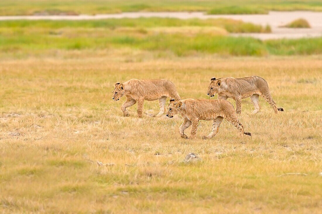 Amboseli Park, Kenya, Africa three lion cubs walking together