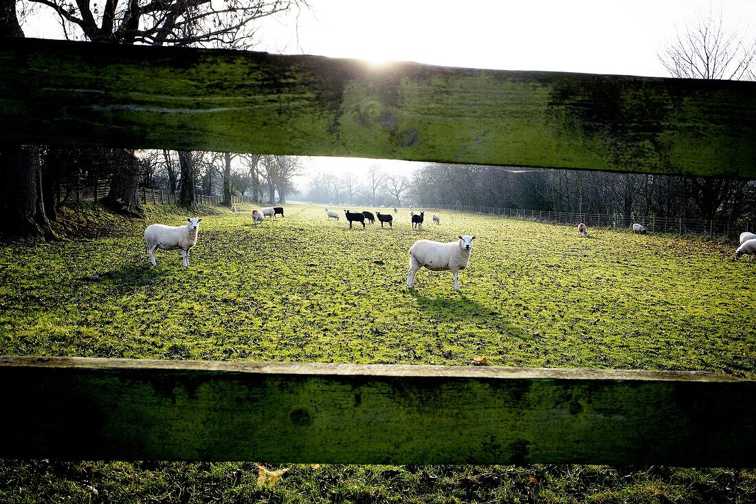 Backlit of a rural field seen through a wooden fence with a herd of lambs on the other side and some looking at the camera. Conistone Skipton, North Yorkshire, England, UK.