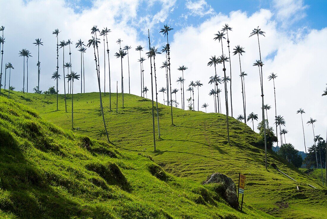 Wax palm trees, The Corcora valley, part of the Los Nevados National Natural Park, near Salento, Colombia, South America.