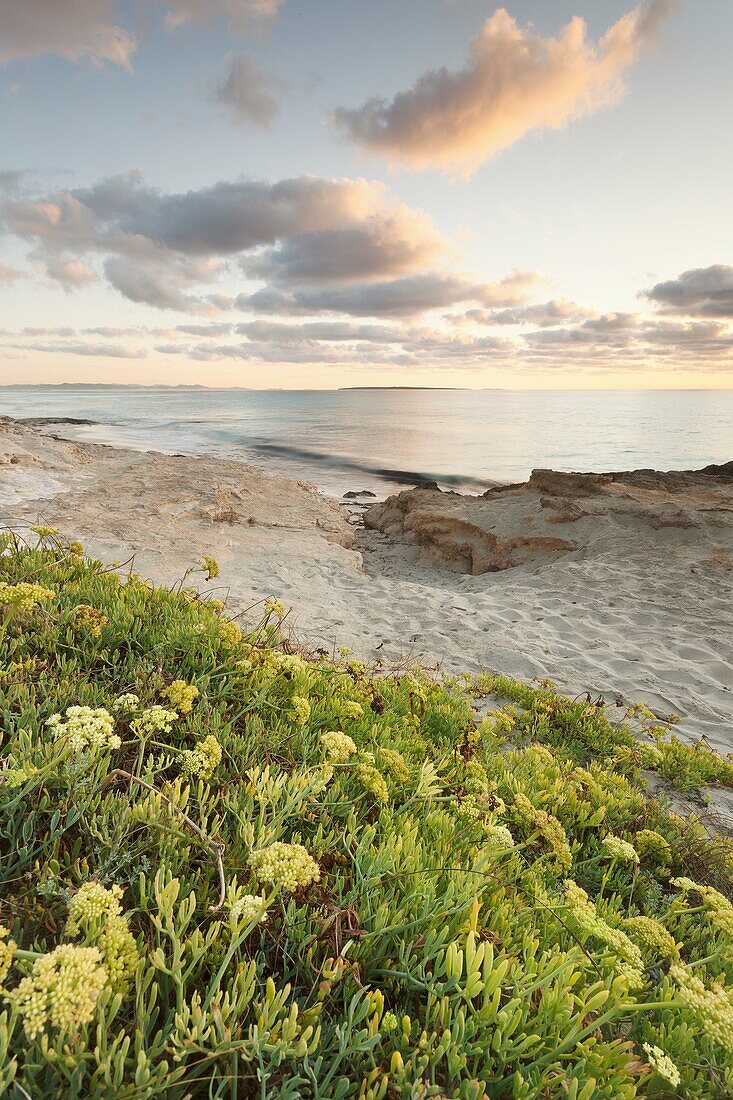 Crithmum maritimum at Formentera's Platja de Llevant, Balearic Islands, Spain.