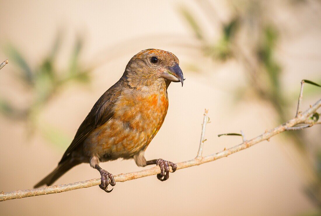 Red crossbill (Loxia curvirostra) on a branch, Majorca, Balearic Islands, Spain