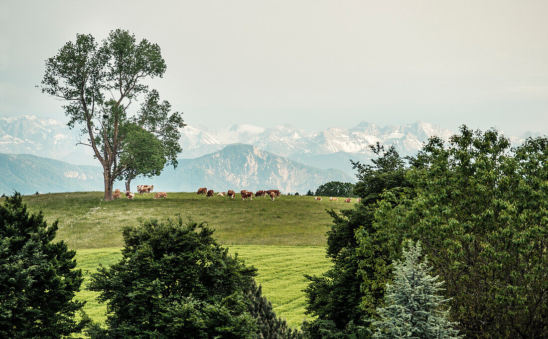 Grazing cows, overlooking the Alpine  panorama with Jochberg and the Karwendel Mountains, Berg, Upper Bavaria, Germany