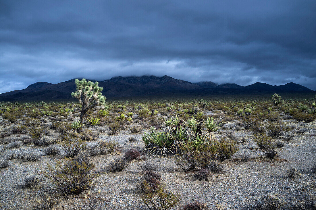 View of desert landscape and mountains against dramatic sky, Mojave Desert, Nevada, USA