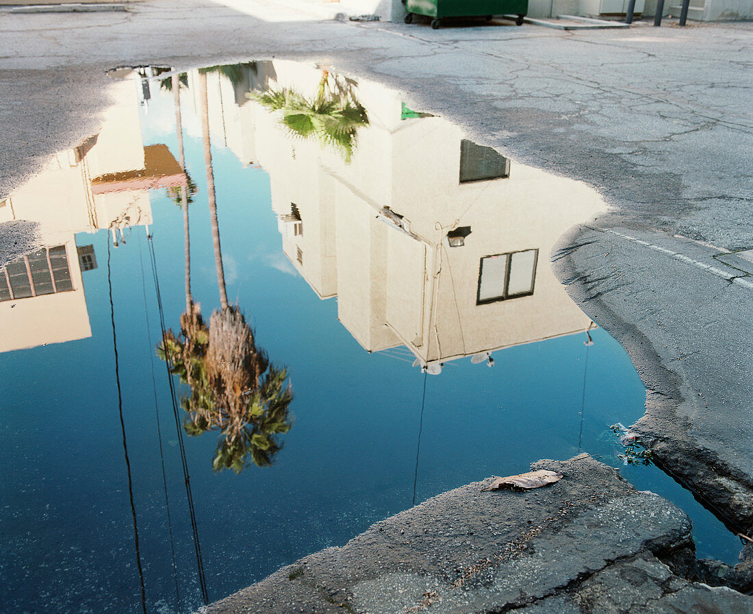 High angle view of palm tree and buildings reflecting in puddle