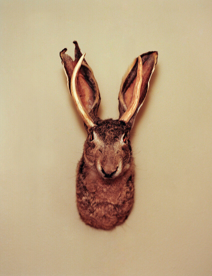 Jackalope hunting trophy mounted on wall