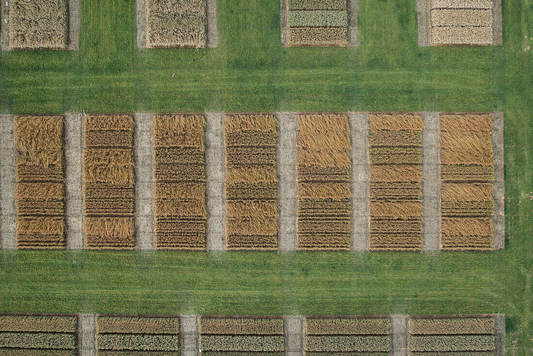 Full frame aerial view of crops in agricultural landscape, Stuttgart, Baden-Wuerttemberg, Germany