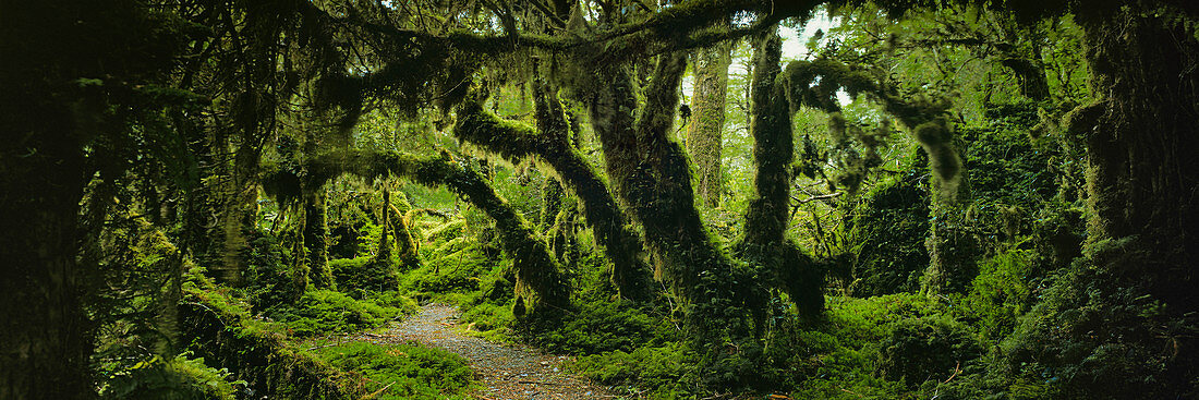 Panoramic view of moss covered trees in forest, Enchanted Forest, Queulat National Park, Patagonia