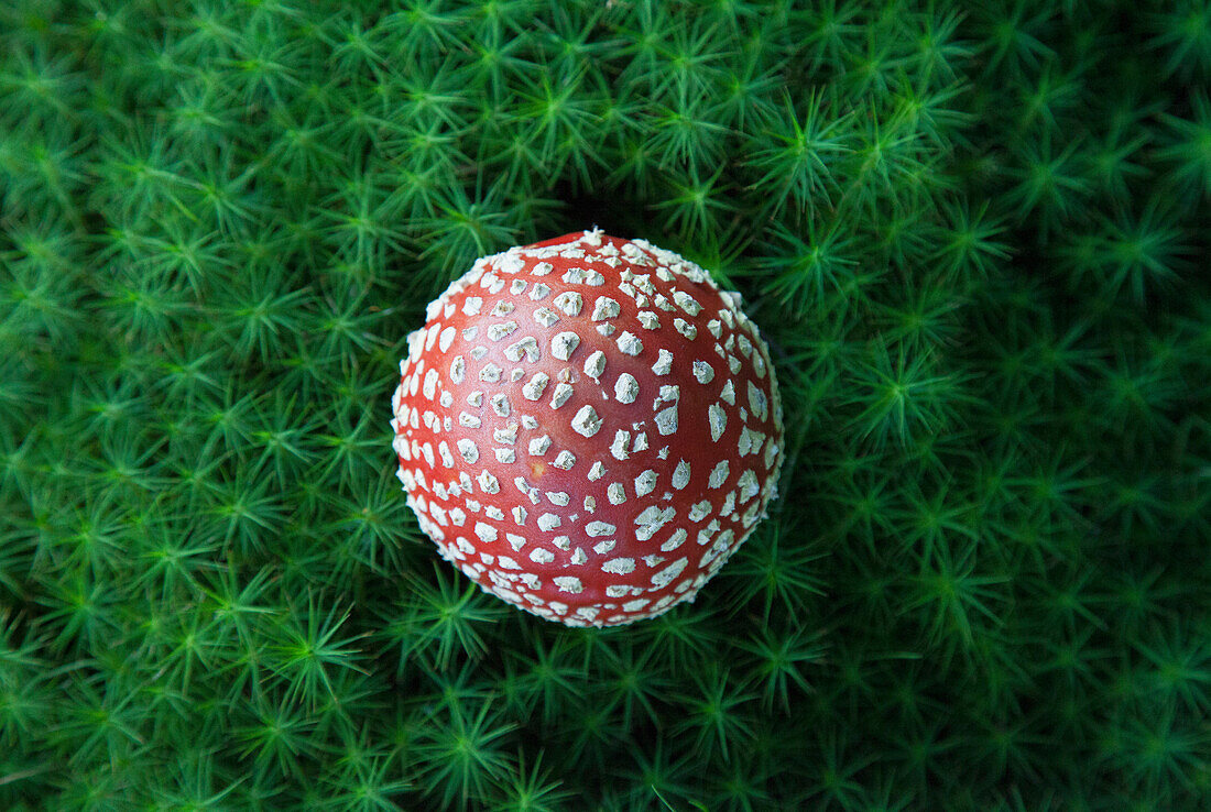 Directly above shot of fly agaric mushroom growing on field
