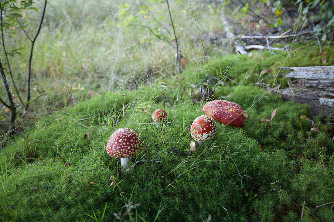 High angle view of fly agaric mushrooms growing in forest