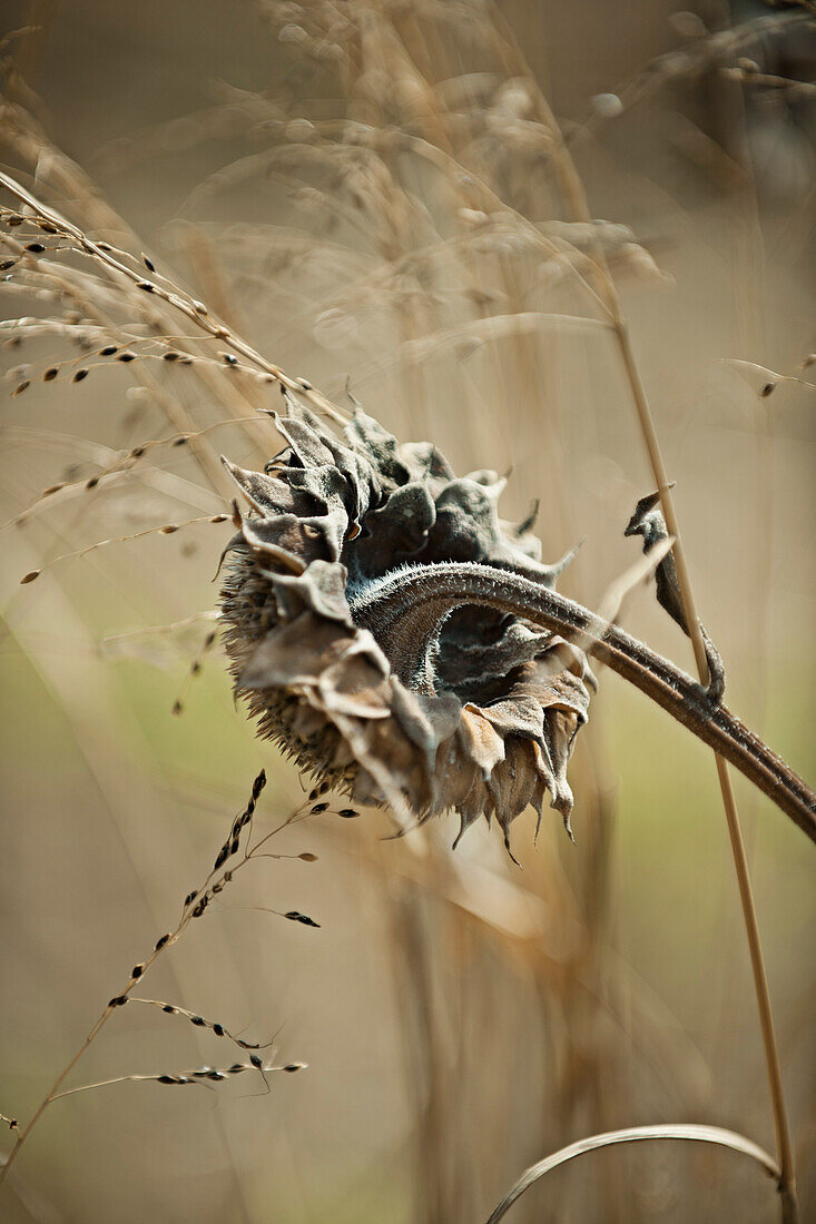 Close-up of dead flower
