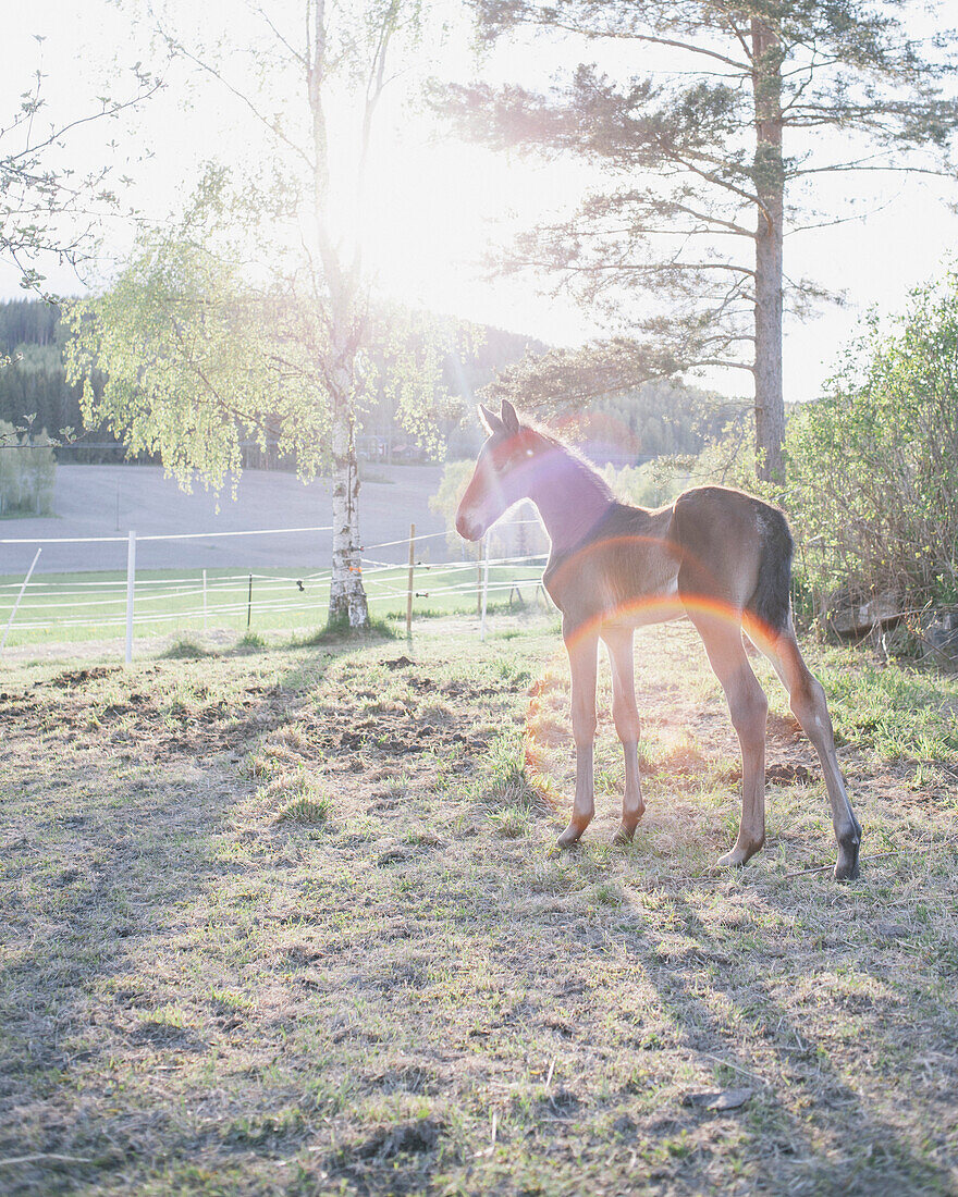 Foal standing in field during sunny day