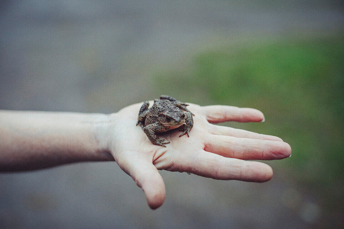 Cropped image of hand holding frog