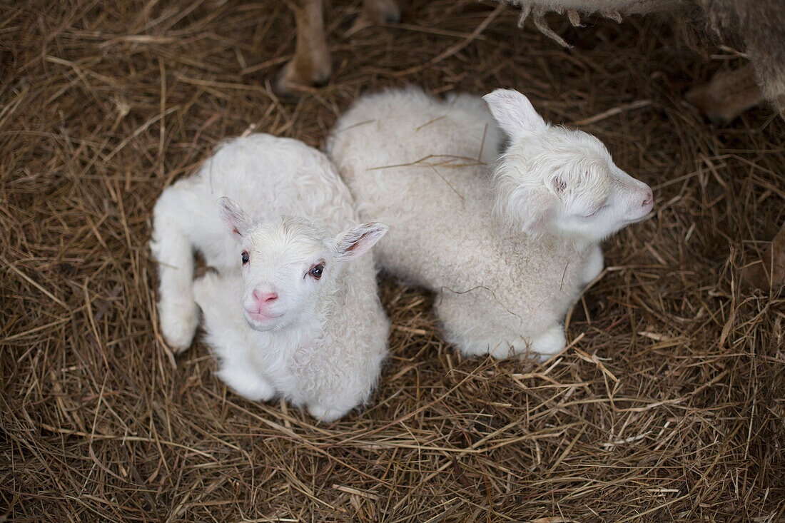 High angle view of lambs resting on hay