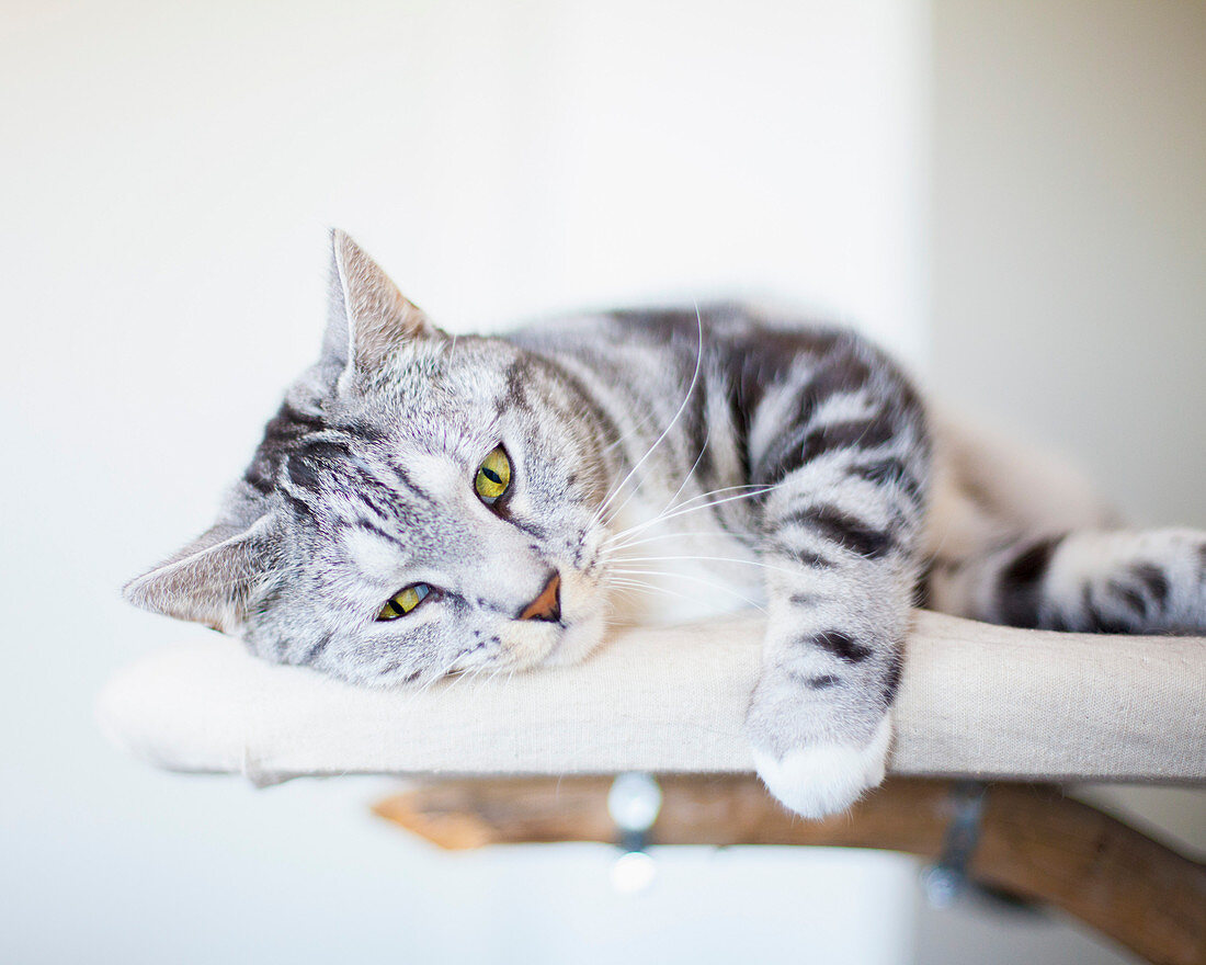 Portrait of cat lying on furniture
