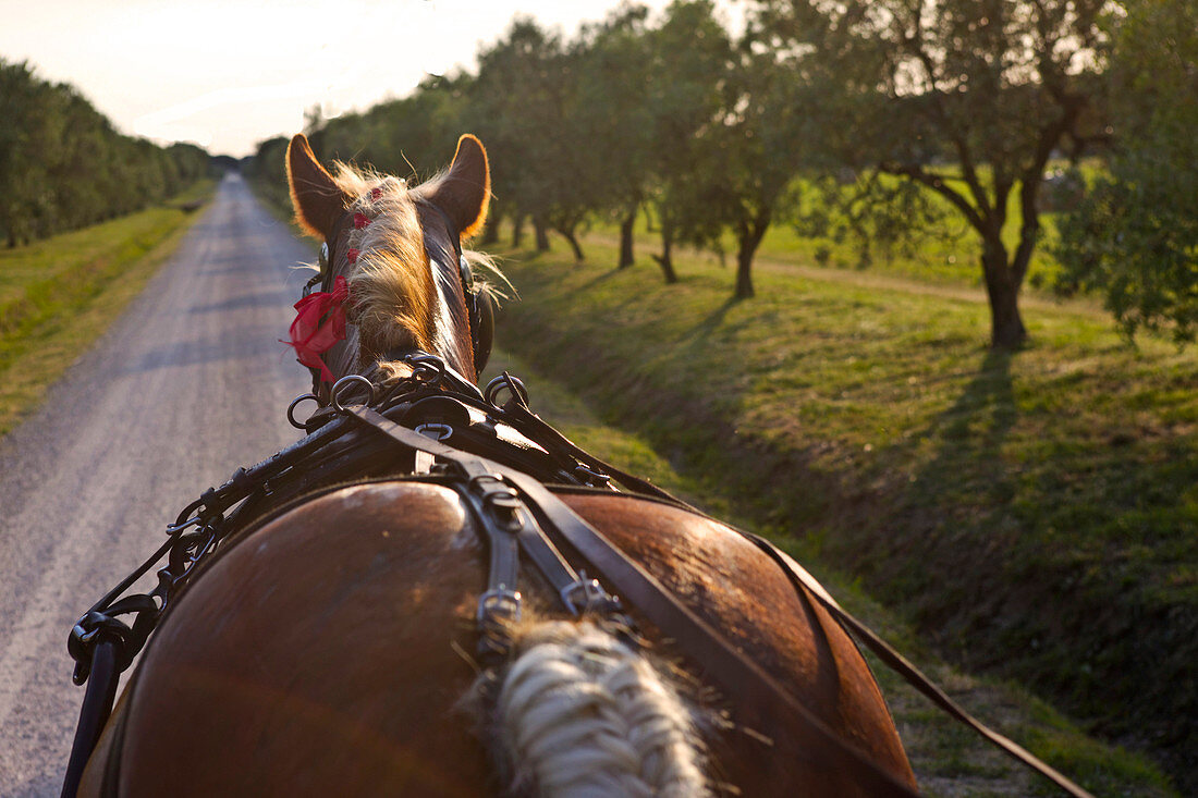 Italy, Tuscany, horse pulling a load in a lined pine walkway