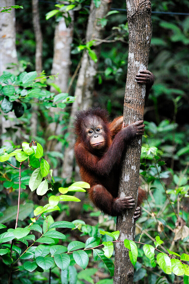 South-East Asia, Malaysia, Borneo, Sabah, Orangutan in the Shangri-La hotel Reserve