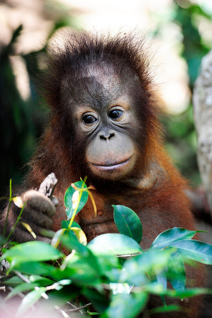 South-East Asia, Malaysia, Borneo, Sabah, Orangutan in the Shangri-La hotel Reserve