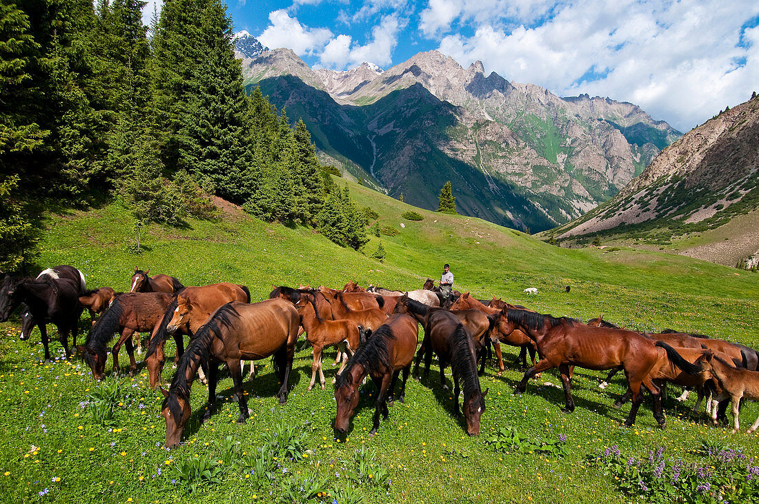 Kyrgyzstan, Issyk Kul Province (Ysyk-Kol), Juuku valley, the shepherd Gengibek Makanbietov leads his 24 horses in the mountains pasture