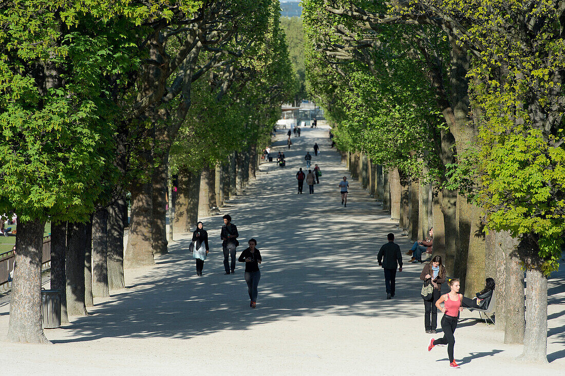 France. Paris 5th district. The Jardin des plantes. Jogger in a path of plane trees