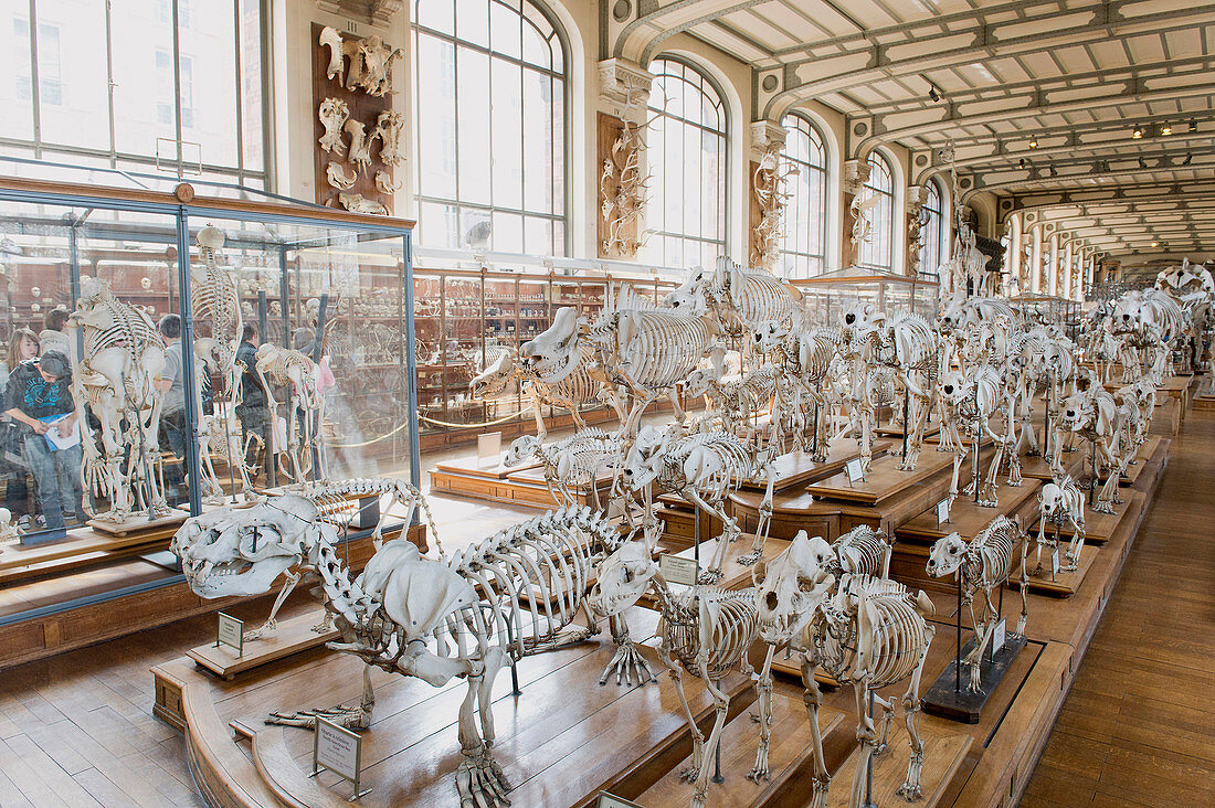 France. Paris 5th district. The Jardin des plantes (Garden of Plants). The Gallery of Anatomy
