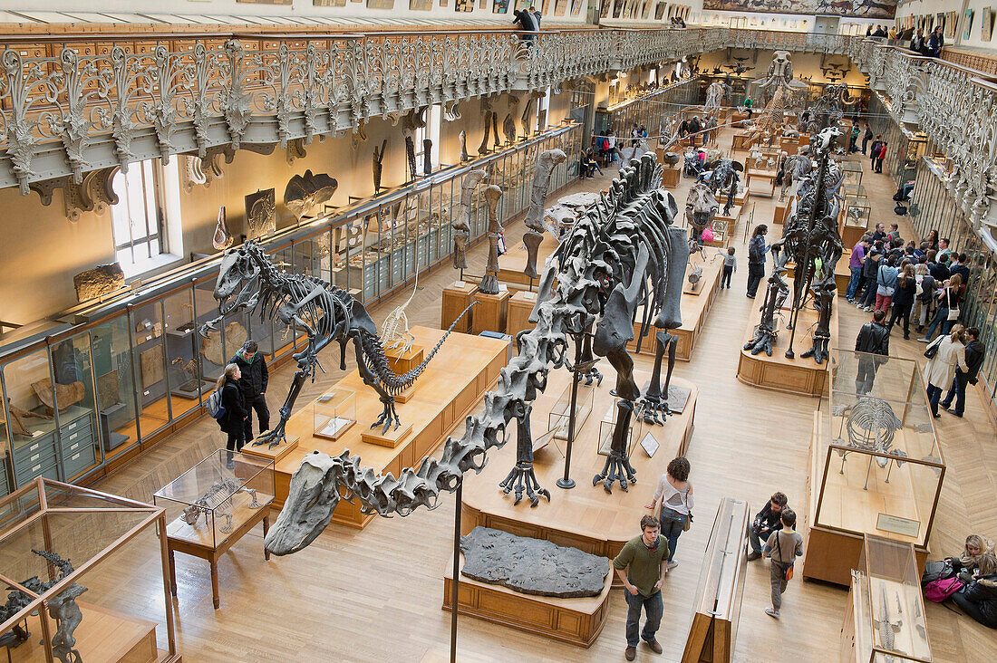 France. Paris 5th district. The Jardin des plantes (Garden of Plants). The Gallery of Paleontology. Diplodocus skeleton